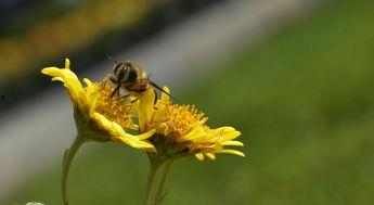 国产小青蛙小胡蝶在线
